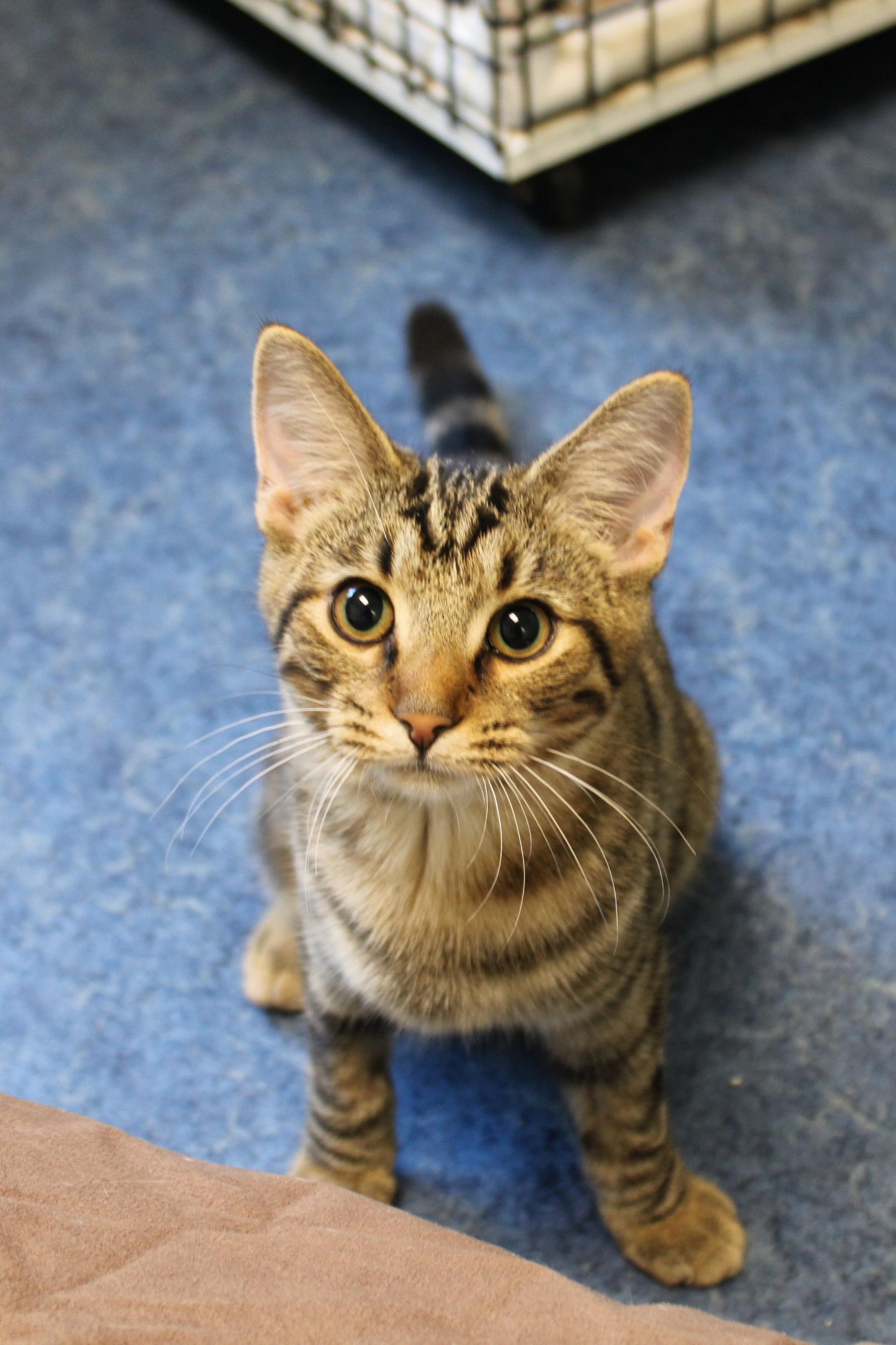 Molly of Denali, a Adoptable Domestic Short Hair in Urbana, OH image 3/6