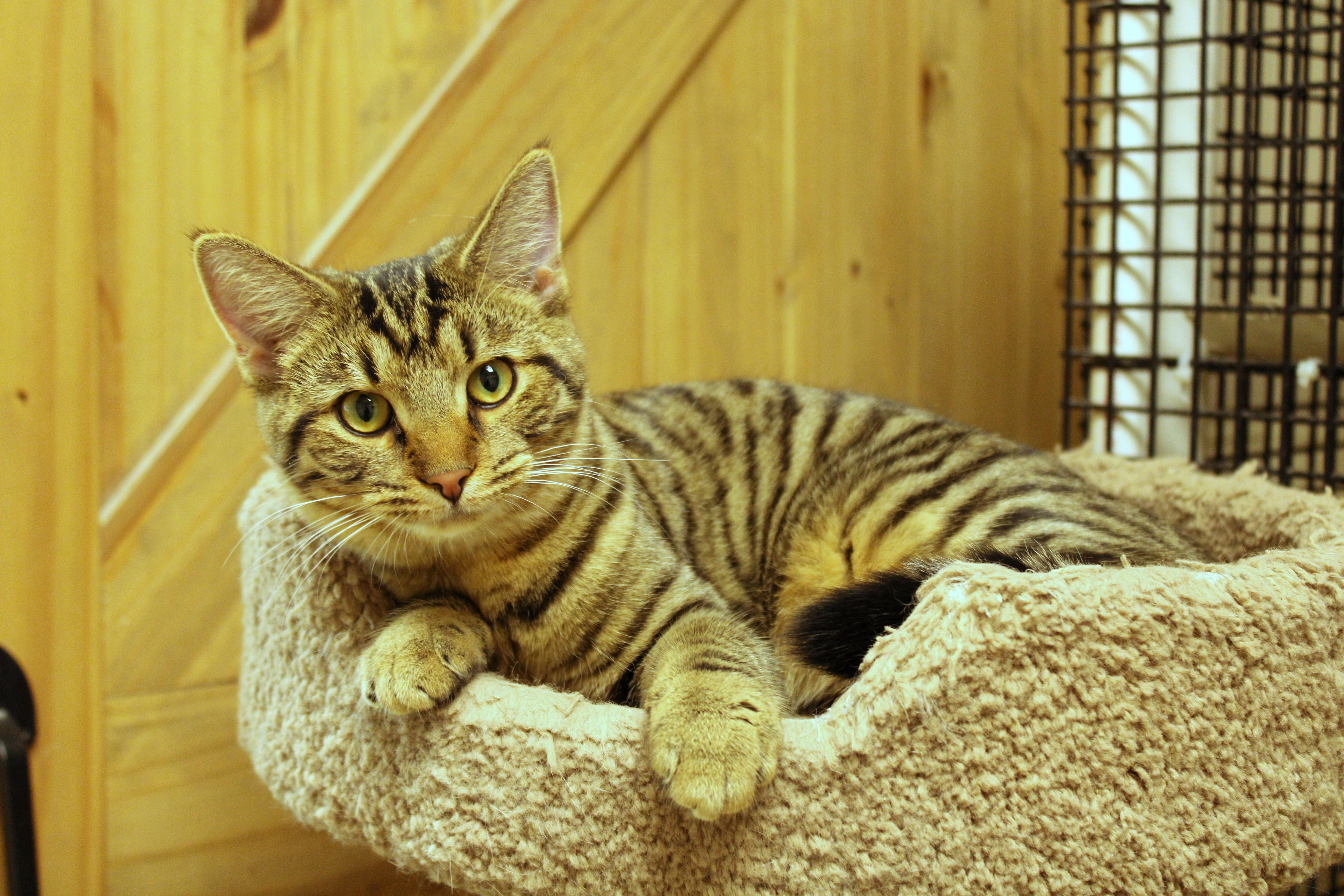 Molly of Denali, a Adoptable Domestic Short Hair in Urbana, OH image 1/6