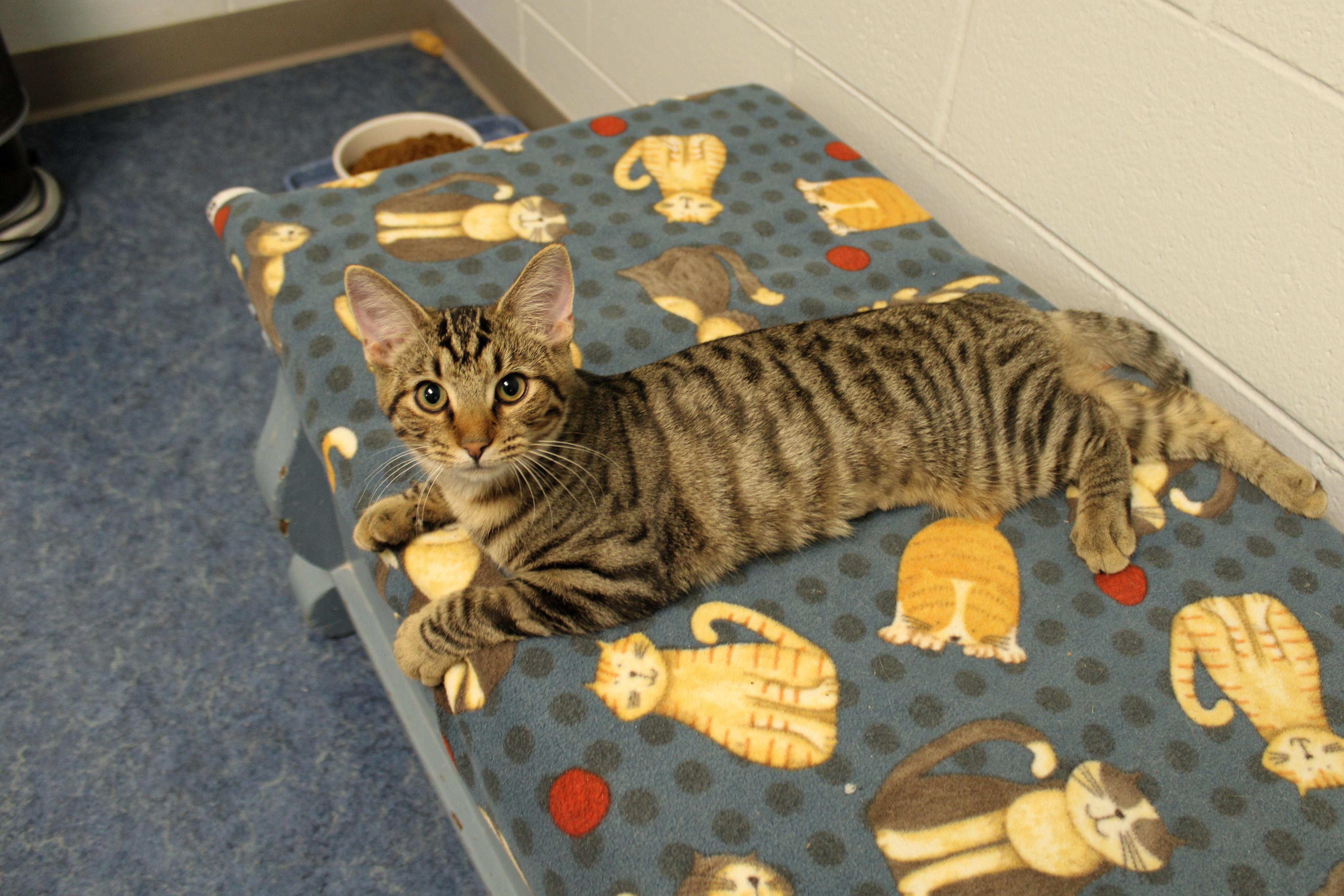 Molly of Denali, a Adoptable Domestic Short Hair in Urbana, OH image 4/6