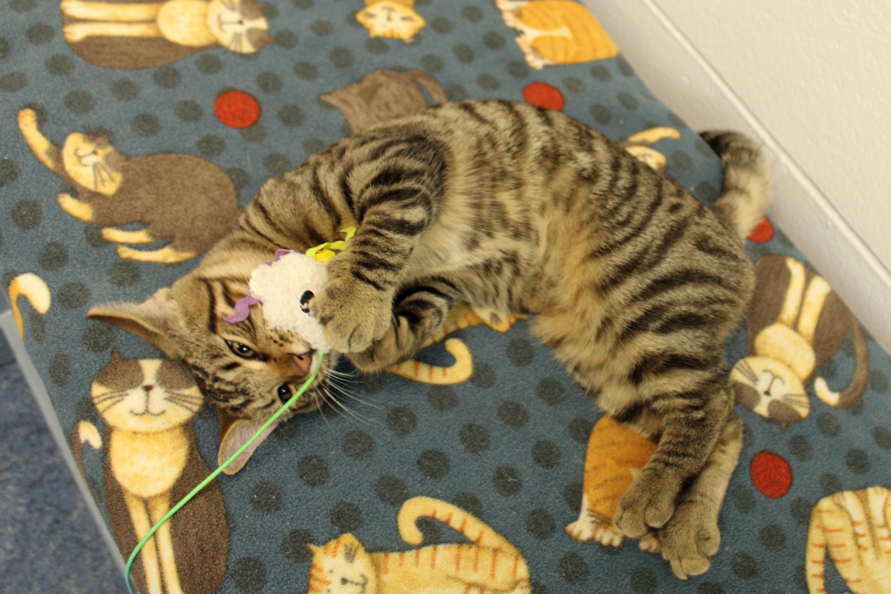 Molly of Denali, a Adoptable Domestic Short Hair in Urbana, OH image 5/6