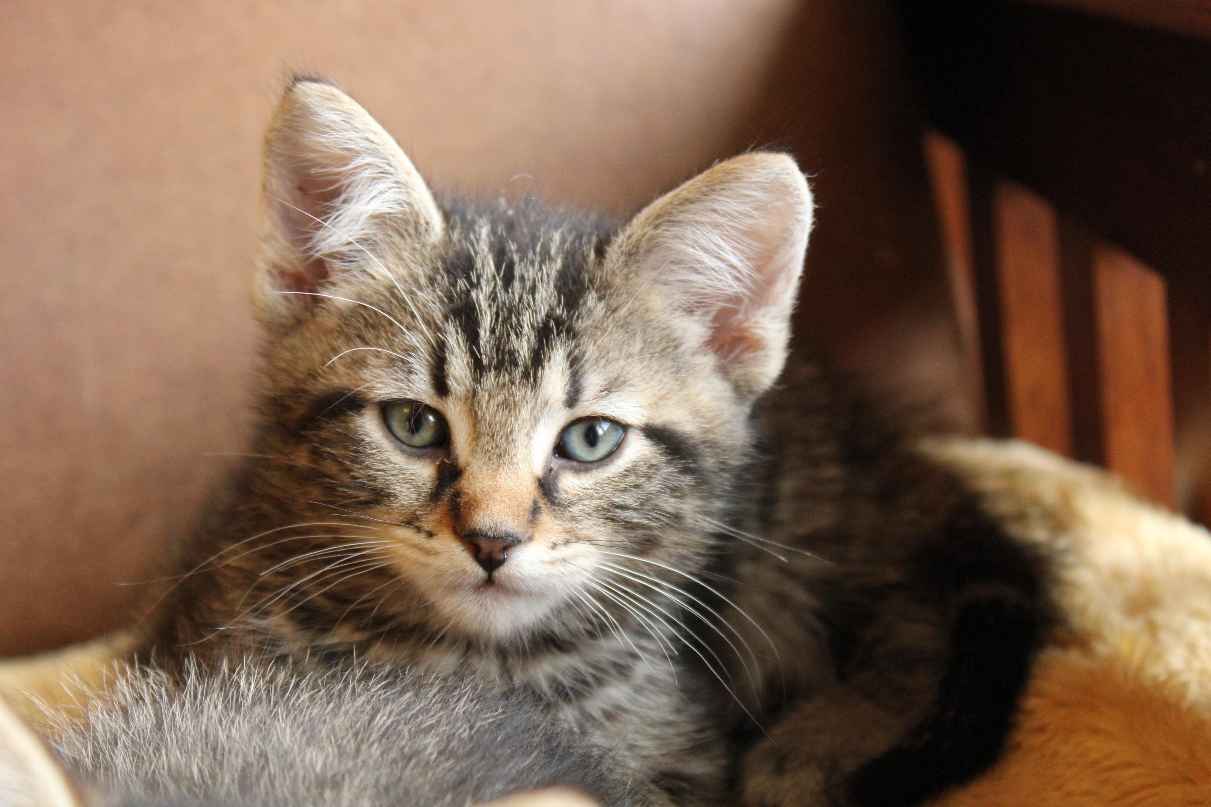 Molly of Denali, a Adoptable Domestic Short Hair in Urbana, OH image 6/6