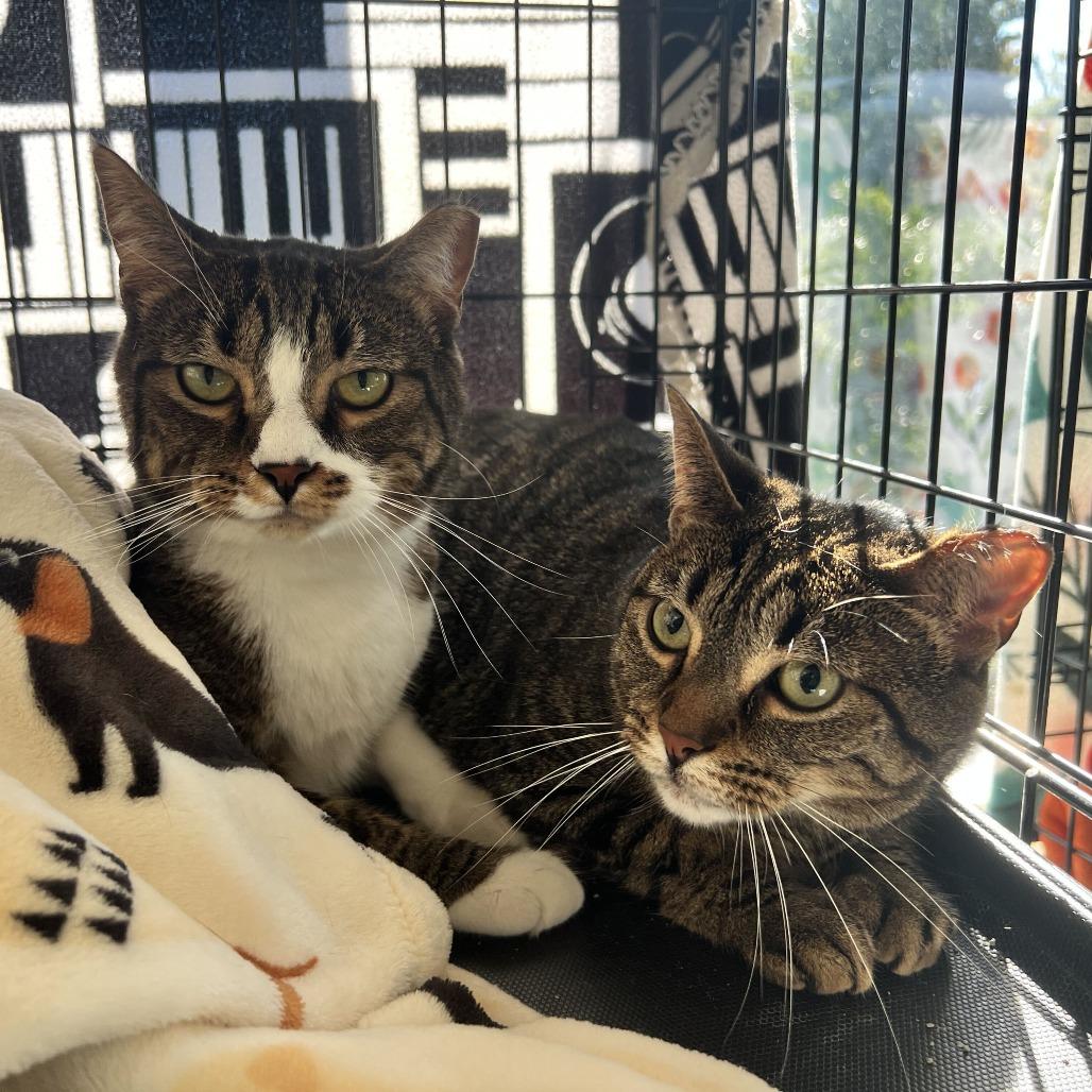 Jeffy, Adoptable, Adult Male Domestic Short Hair.