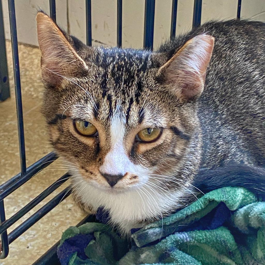 Enlarge Jeffy, a Adoptable Domestic Short Hair in Deerfield, IL image 2/2