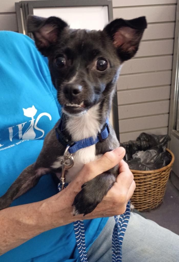 Rylo, Adoptable, Young Male Chihuahua & Terrier.