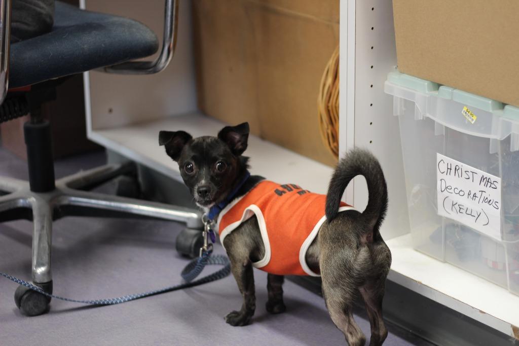 Enlarge Rylo, a Adoptable mixed breed in Rockford, IL image 1/2