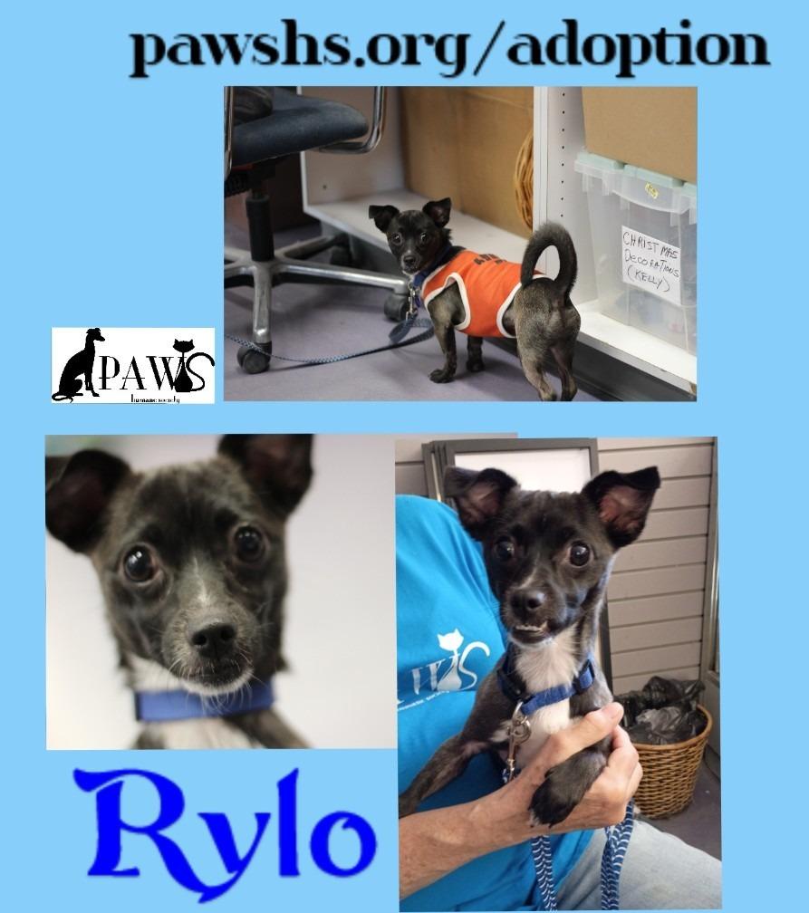 Rylo, Adoptable, Young Male Chihuahua & Terrier.