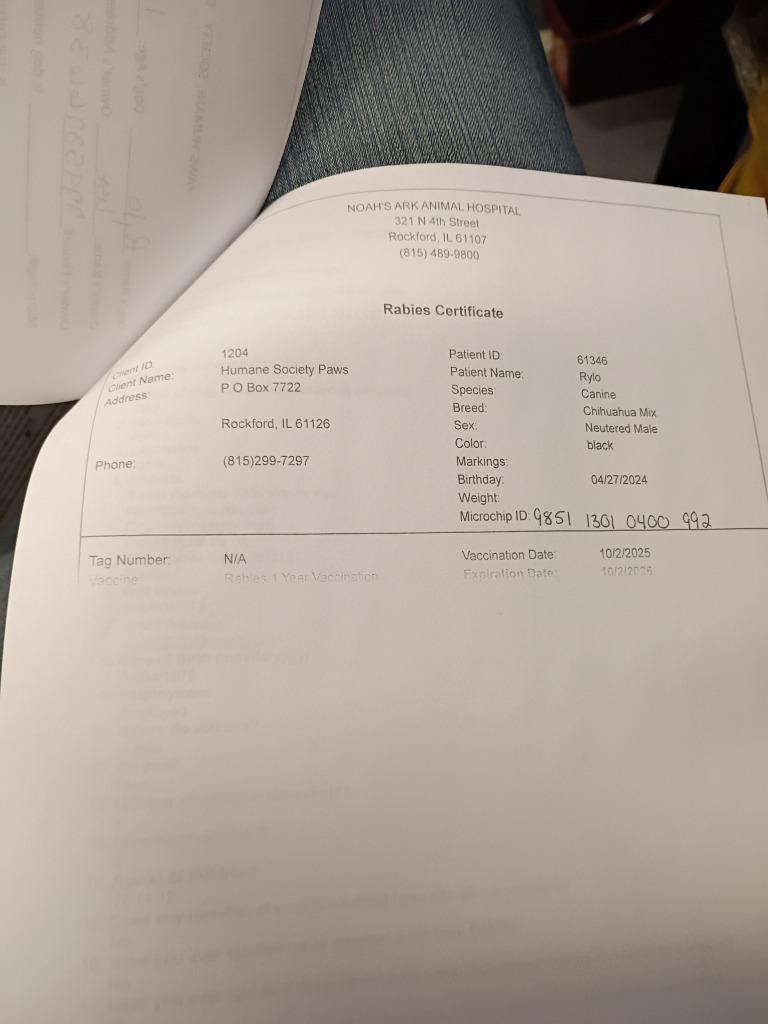 Enlarge Rylo, a Adopted mixed breed in Rockford, IL image 2/4