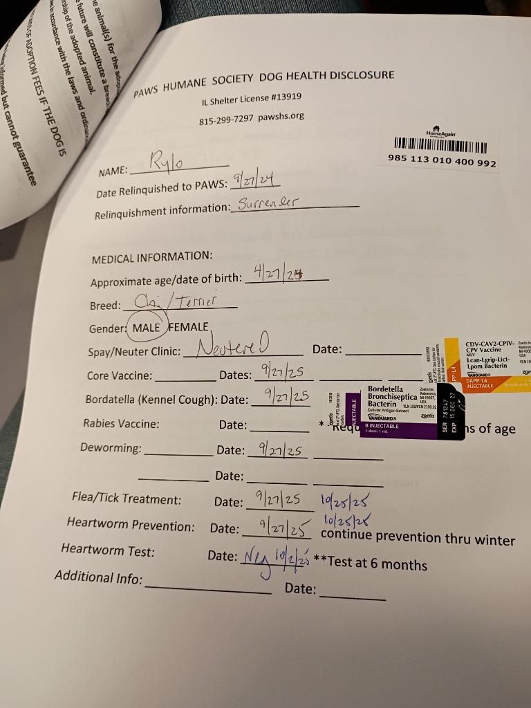 Enlarge Rylo, a Adopted mixed breed in Rockford, IL image 4/4