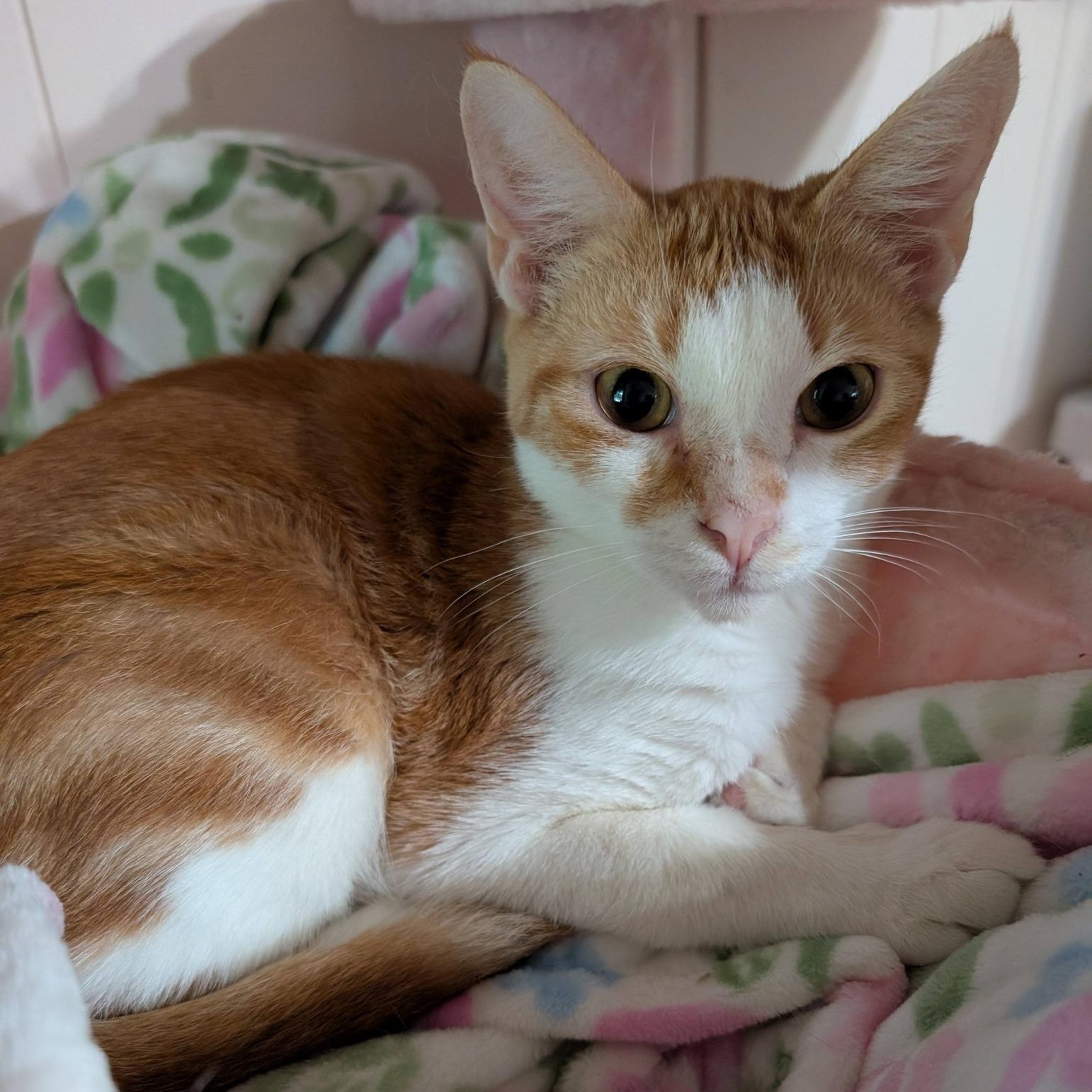 Bevo, ADOPTABLE, Young Male Domestic Short Hair.