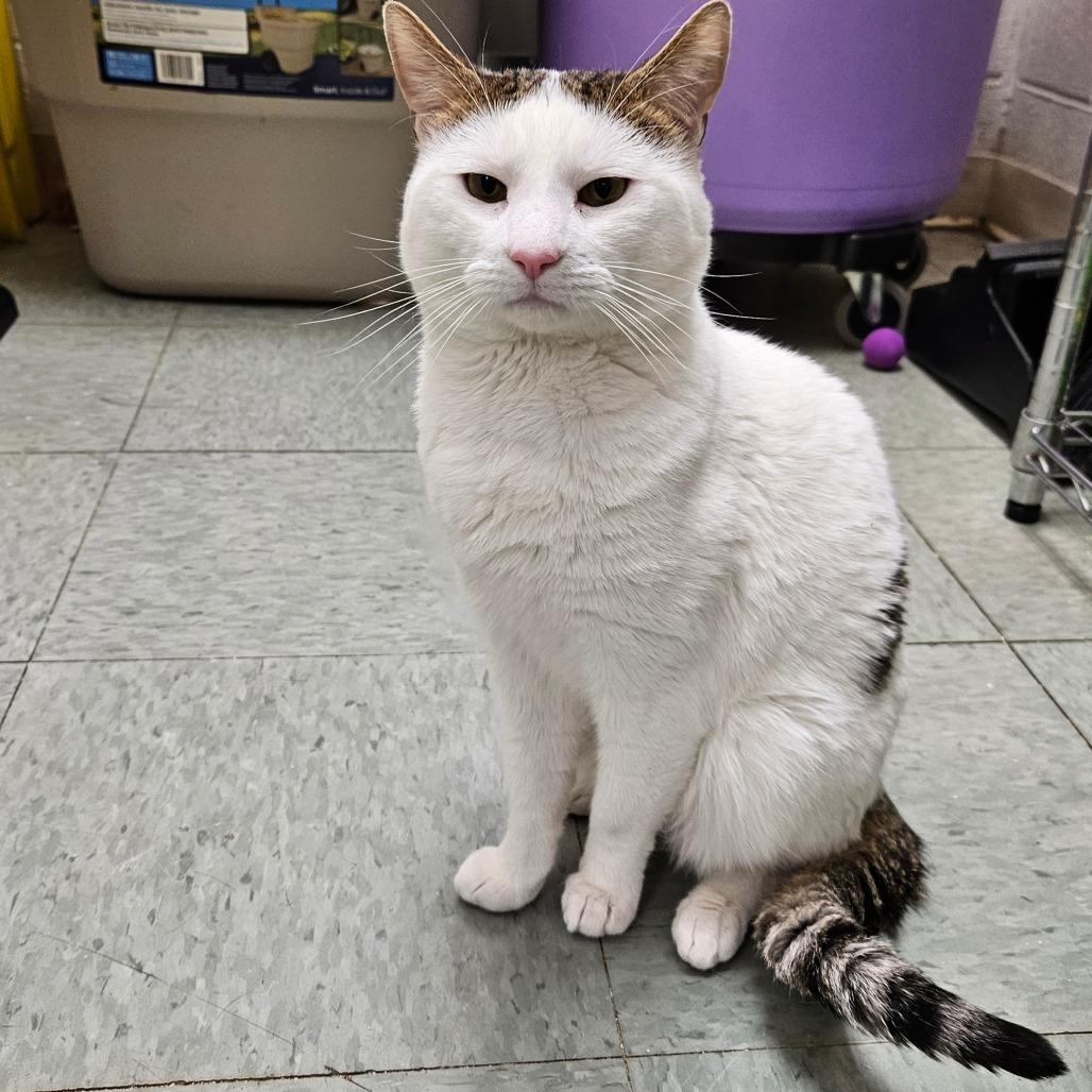 Jeremiah, Adoptable, Adult Male Domestic Short Hair.