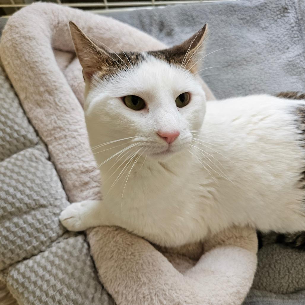 Enlarge Jeremiah, a Adoptable Domestic Short Hair in Harrisonburg, VA image 2/3