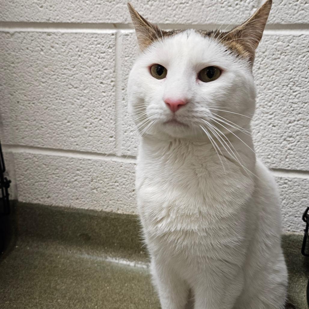 Enlarge Jeremiah, a Adoptable Domestic Short Hair in Harrisonburg, VA image 3/3