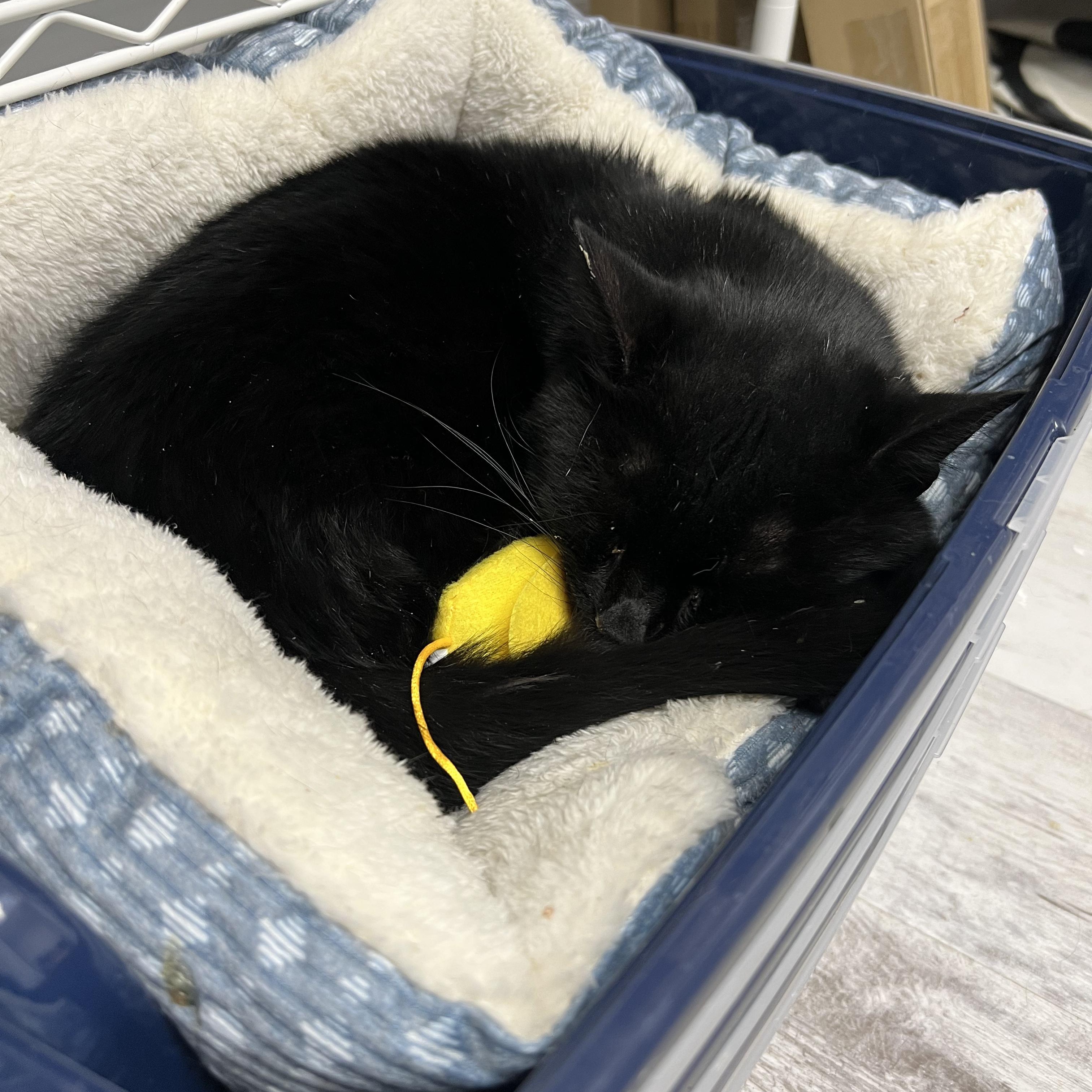 Enlarge Dale, a ADOPTABLE Domestic Short Hair in Altoona, PA image 2/3