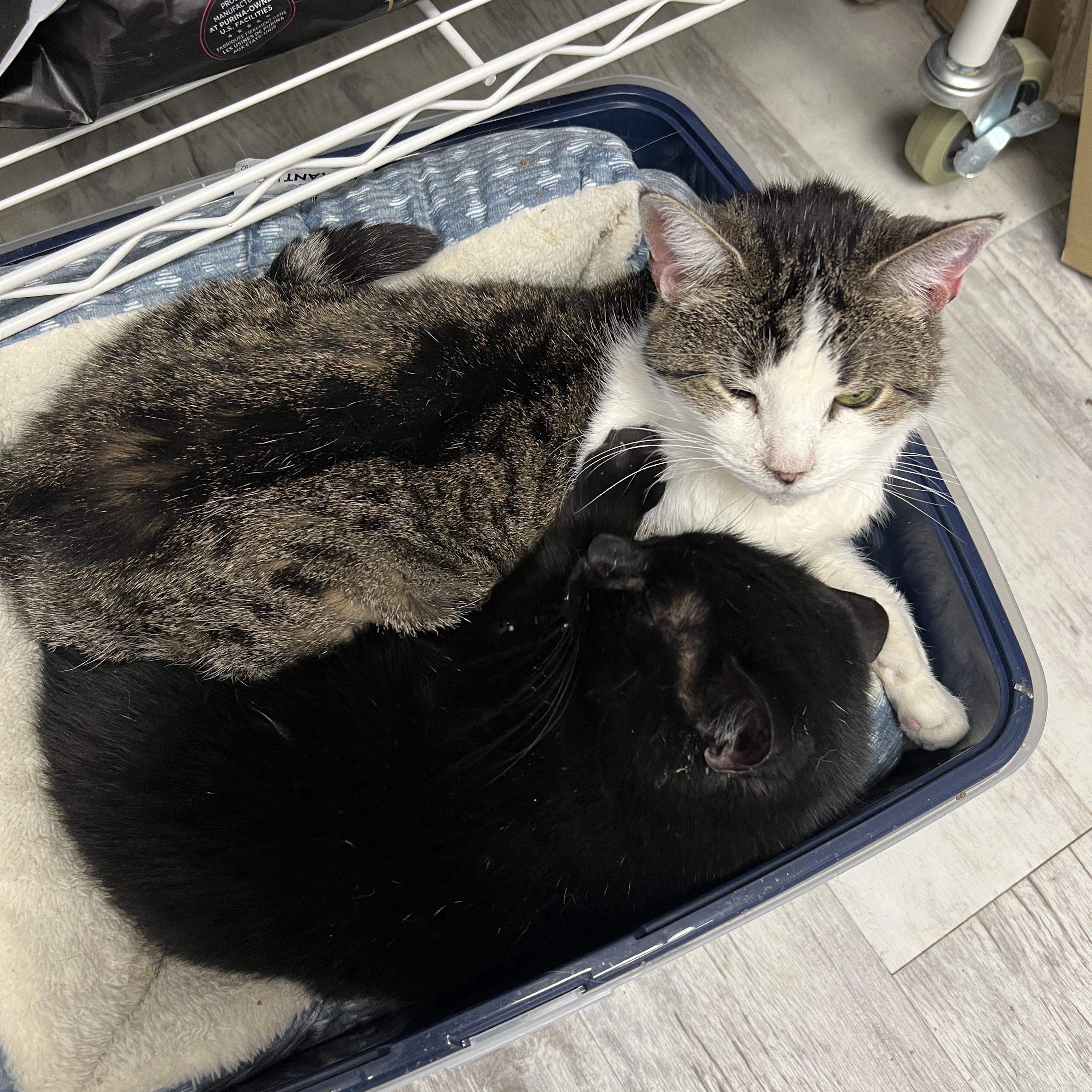 Enlarge Dale, a ADOPTABLE Domestic Short Hair in Altoona, PA image 3/3