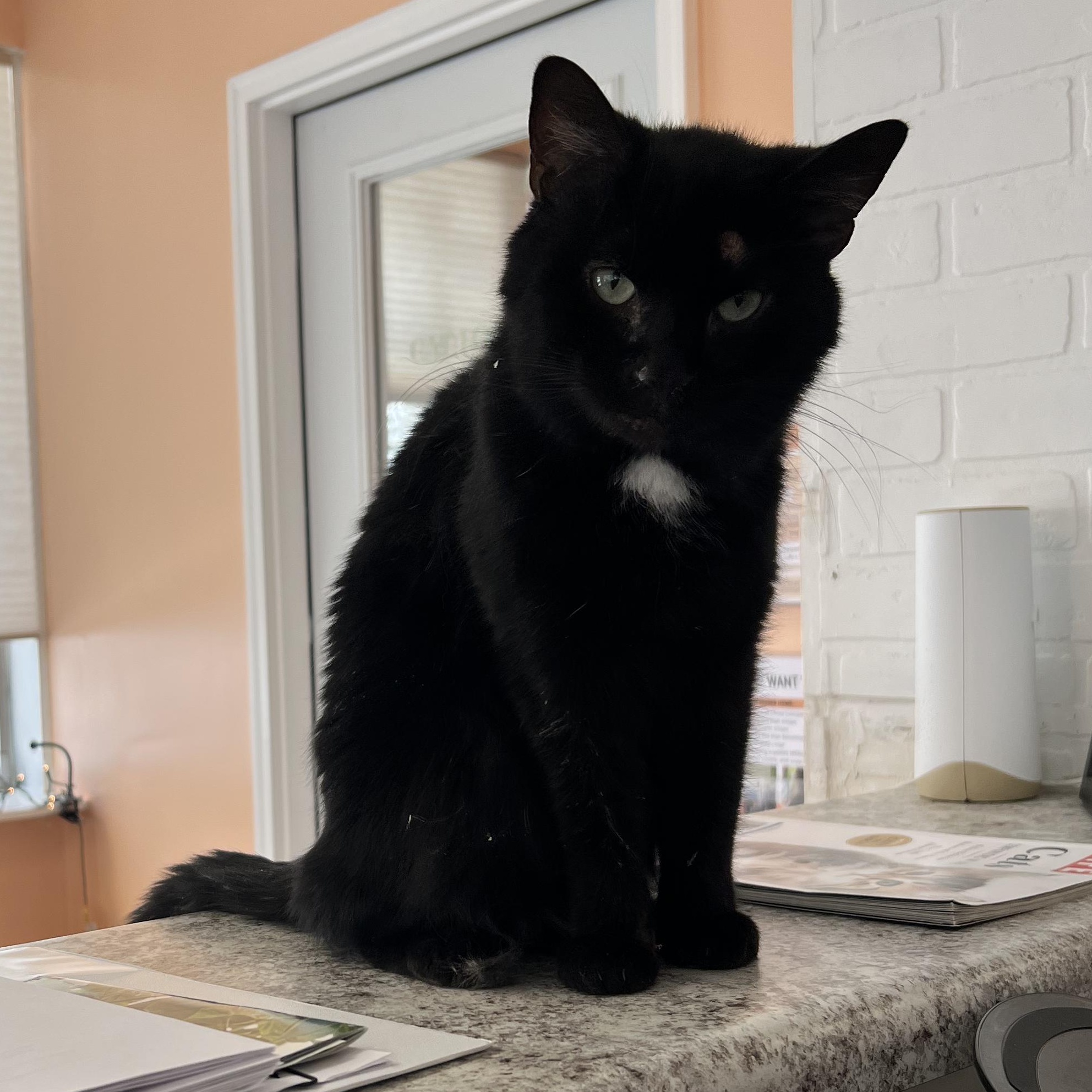 Enlarge Dale, a ADOPTABLE Domestic Short Hair in Altoona, PA image 1/3