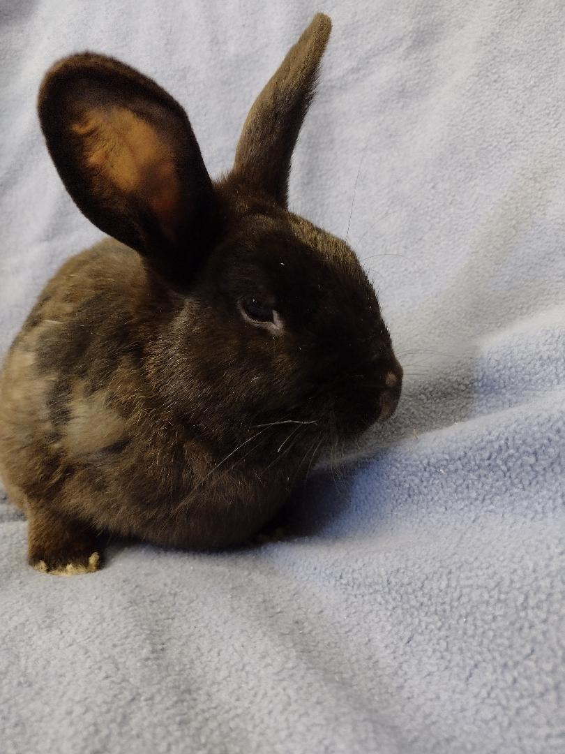 Enlarge Logan, a Adoptable American in Plymouth, MI image 1/3