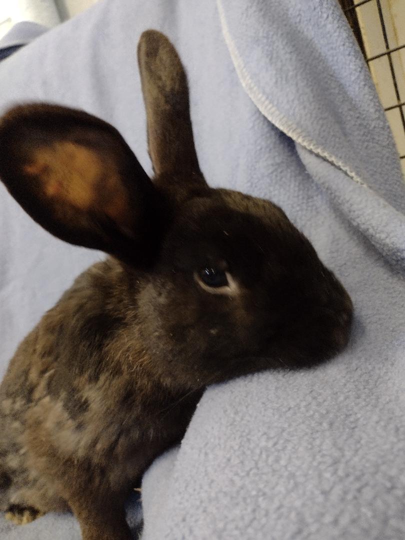 Enlarge Logan, a Adoptable American in Plymouth, MI image 2/3