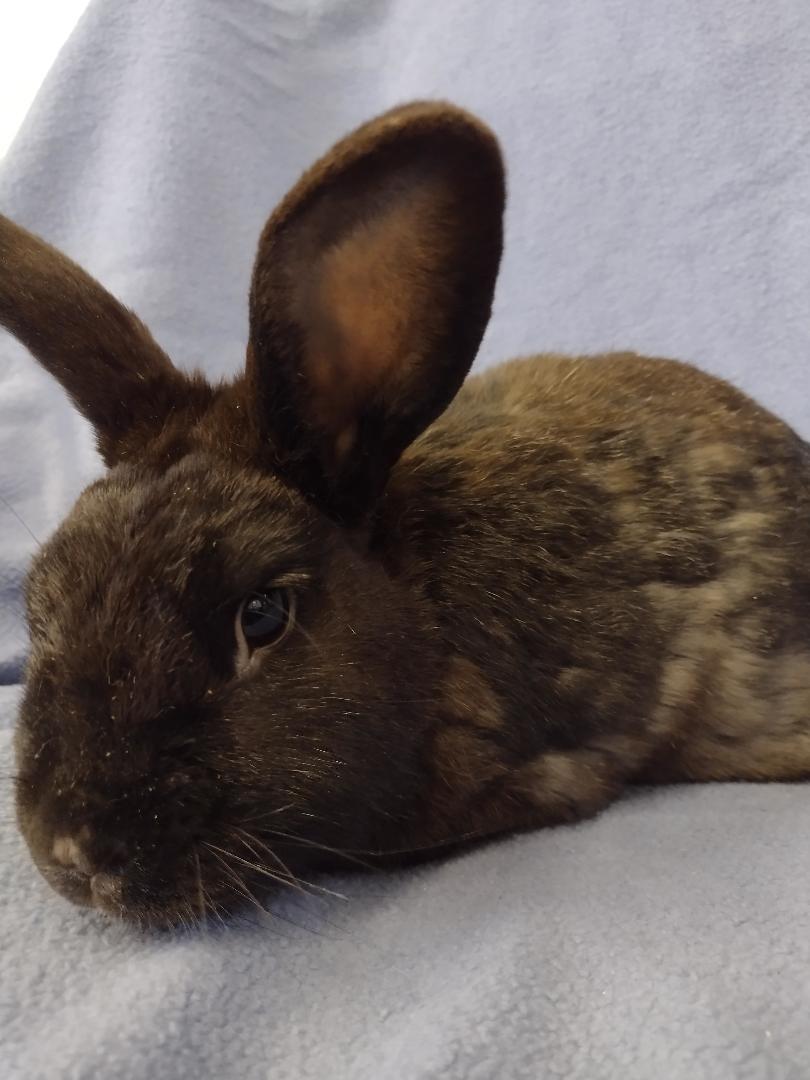 Enlarge Logan, a Adoptable American in Plymouth, MI image 3/3