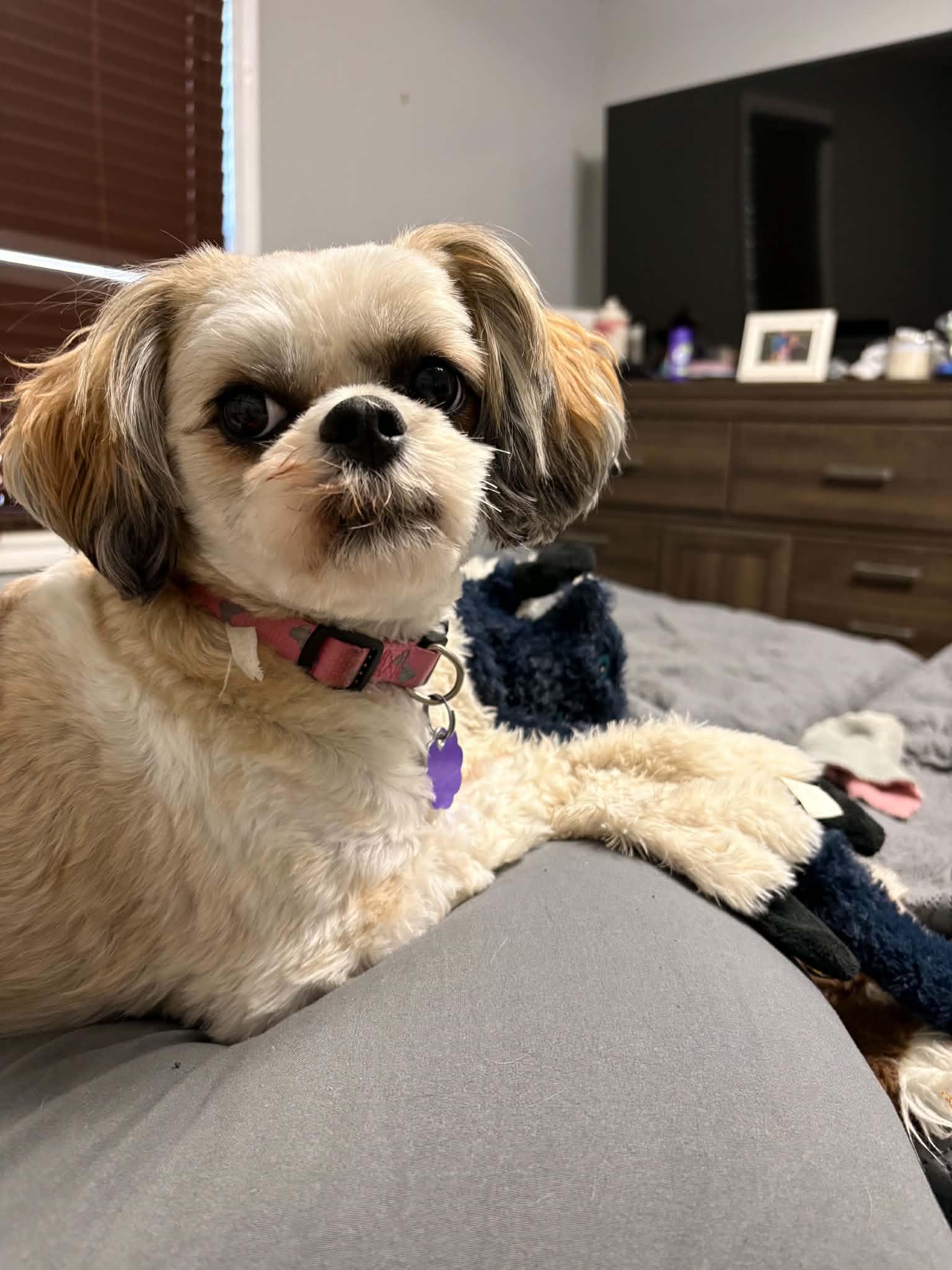 Rosie, adoptable, Young Female Shih Tzu.