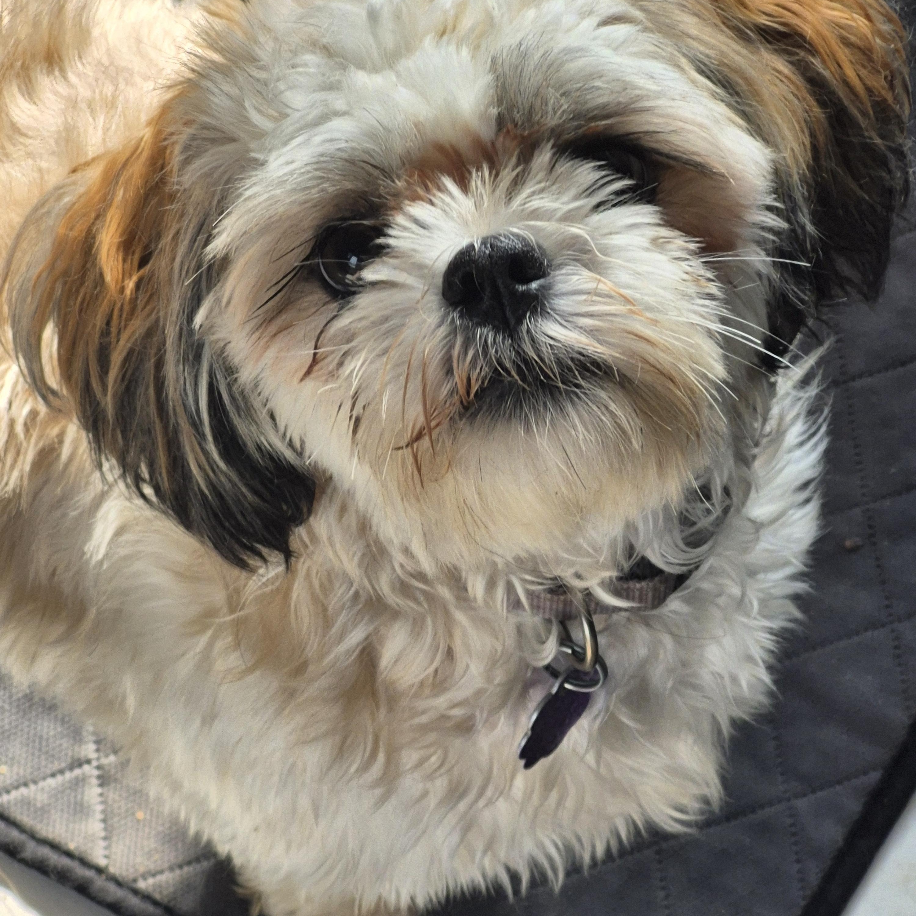 Enlarge Rosie, an adoptable Shih Tzu in Chatham, ON image 4/5