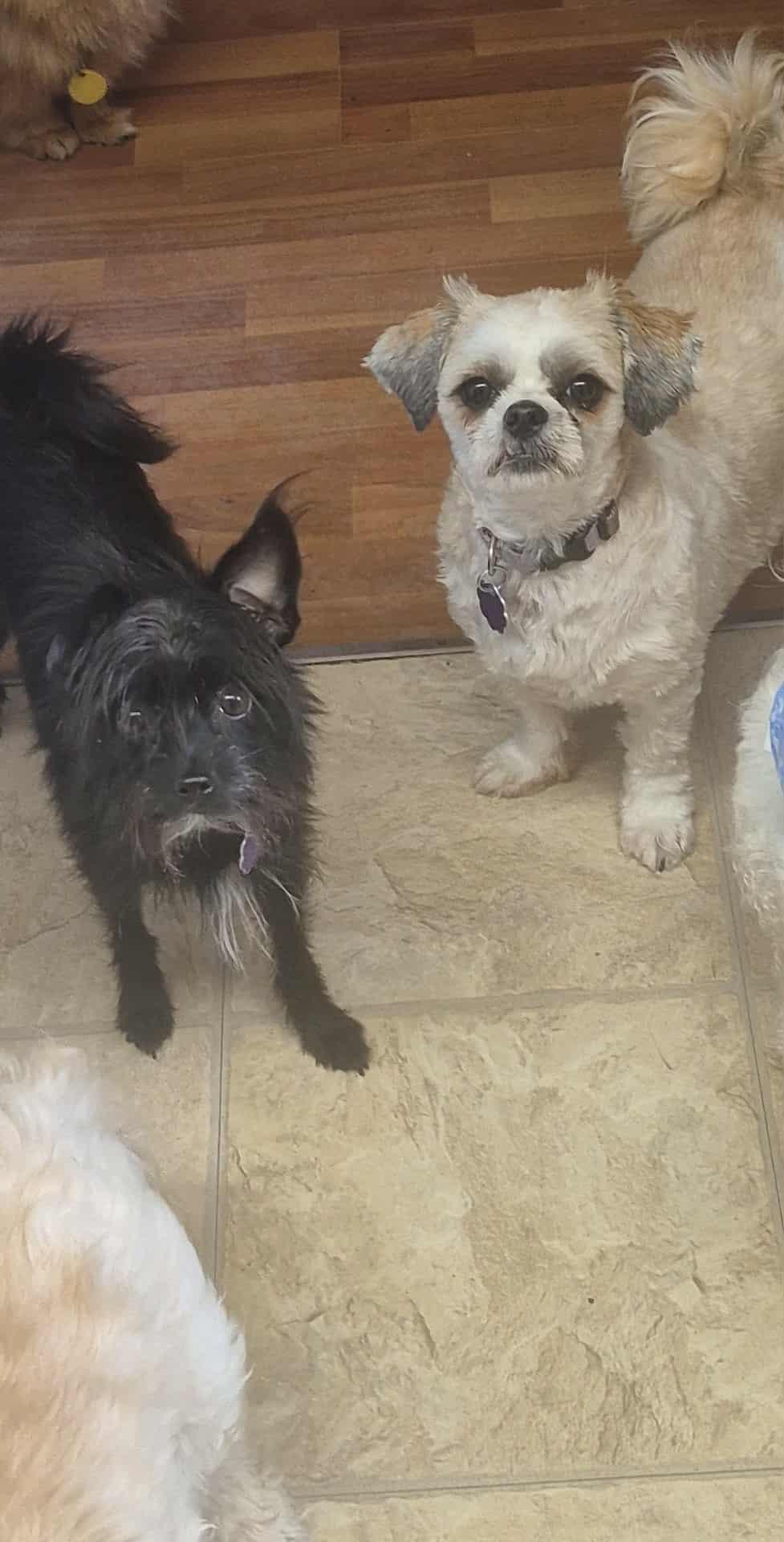 Rosie and Lily, Adoptable, Young Female Shih Tzu & Yorkshire Terrier.