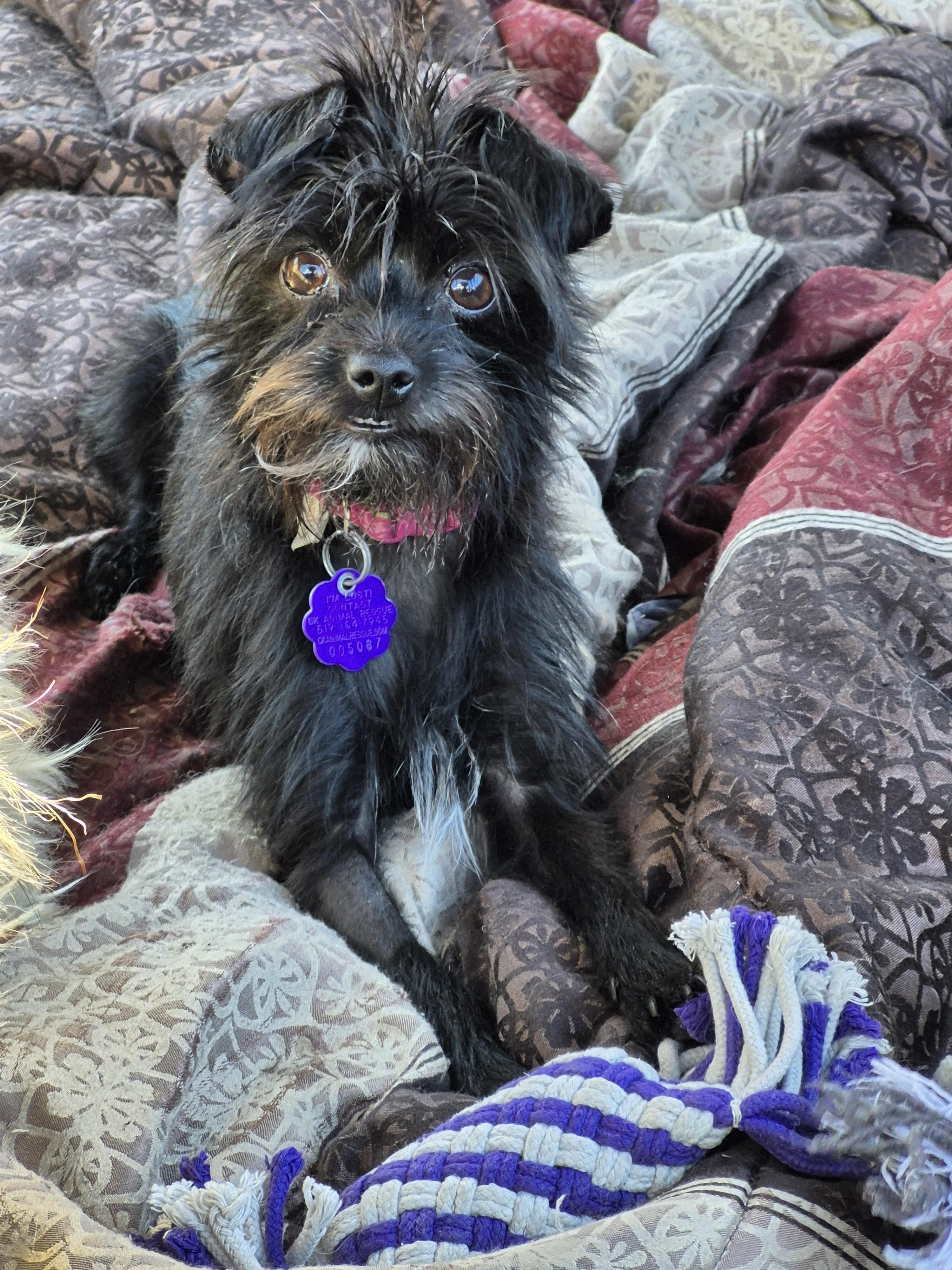 Enlarge Rosie and Lily, a Adoptable mixed breed in Chatham, ON image 3/6