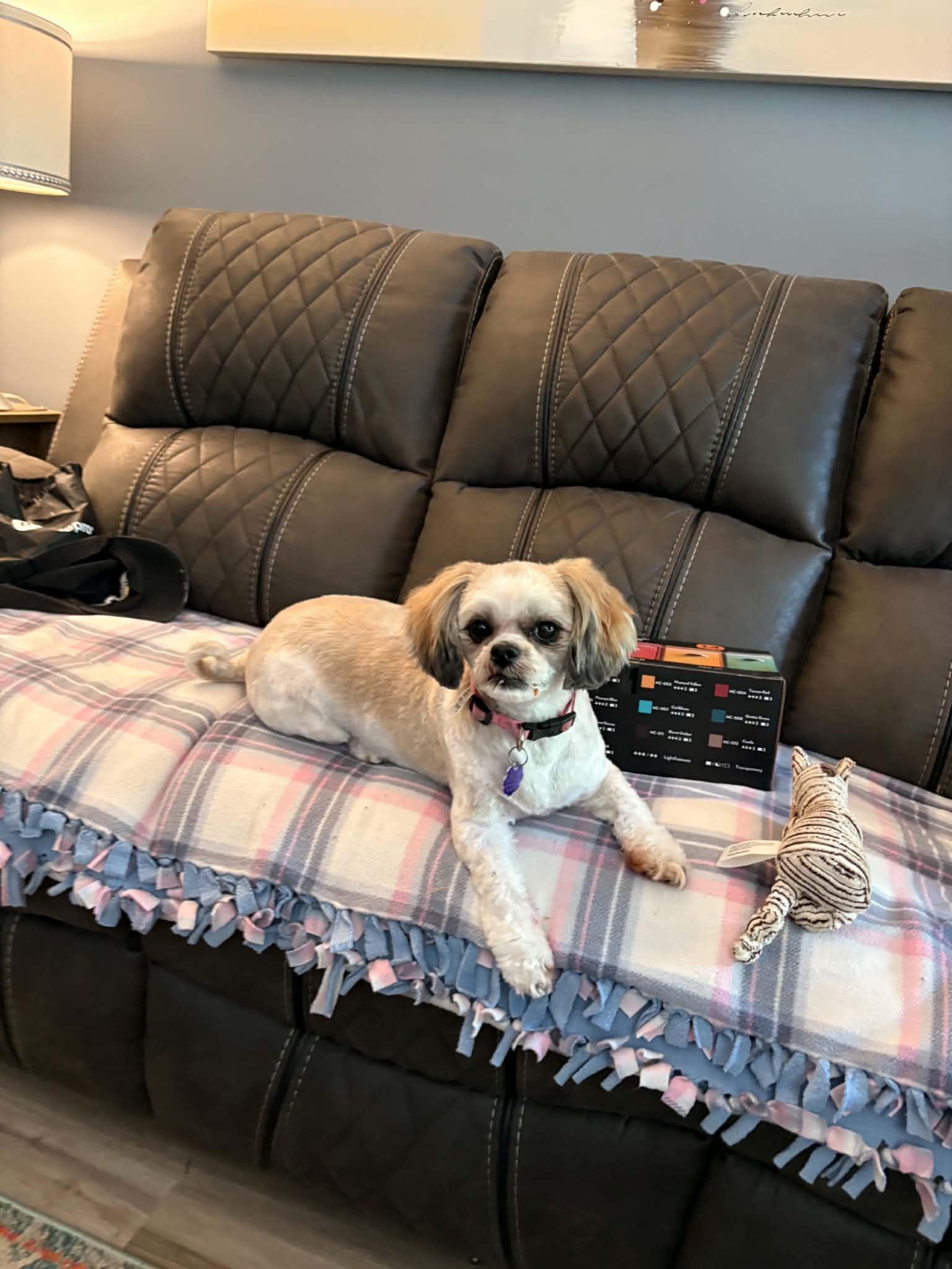 Enlarge Rosie, an adoptable Shih Tzu in Chatham, ON image 5/5