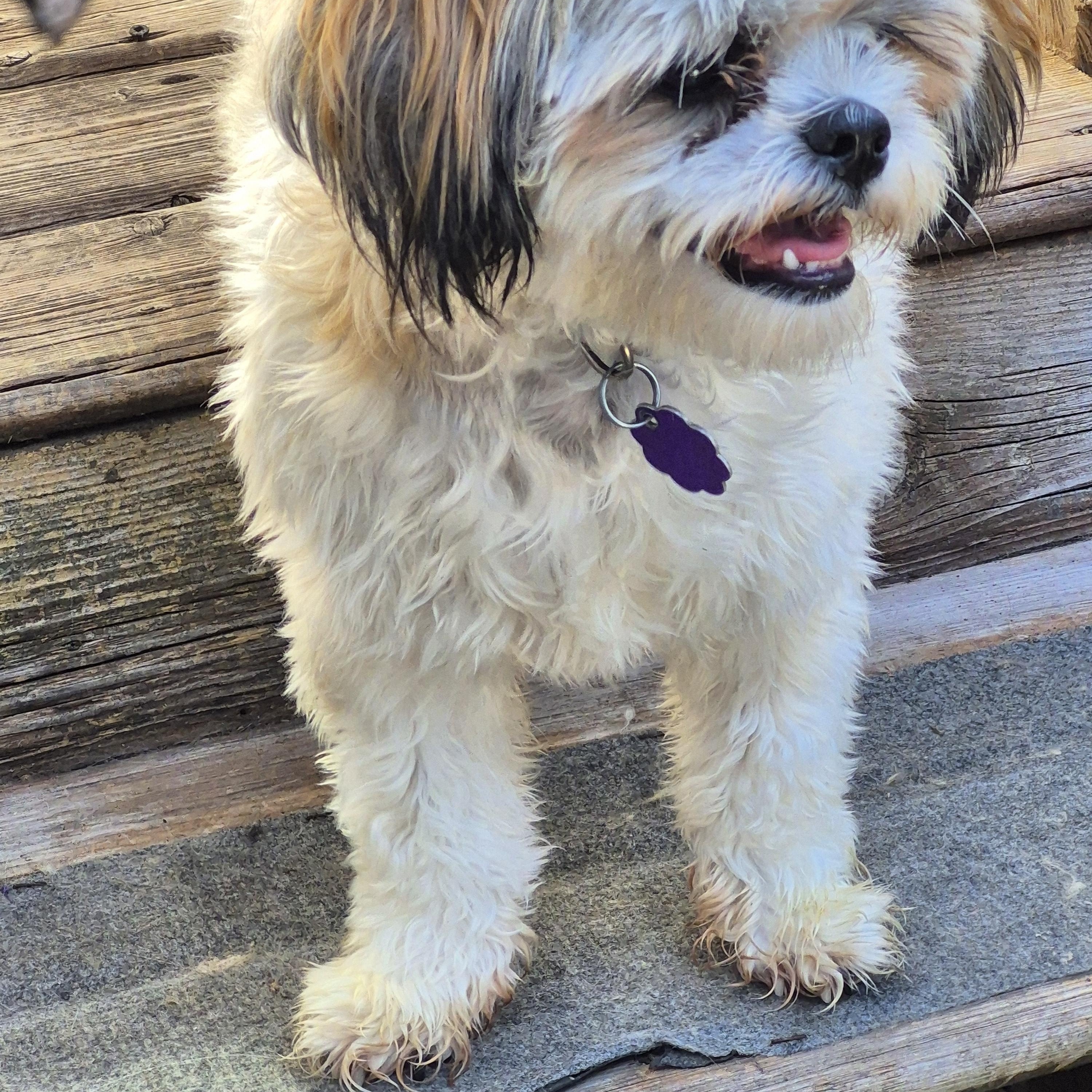 Enlarge Rosie and Lily, a Adoptable mixed breed in Chatham, ON image 5/6