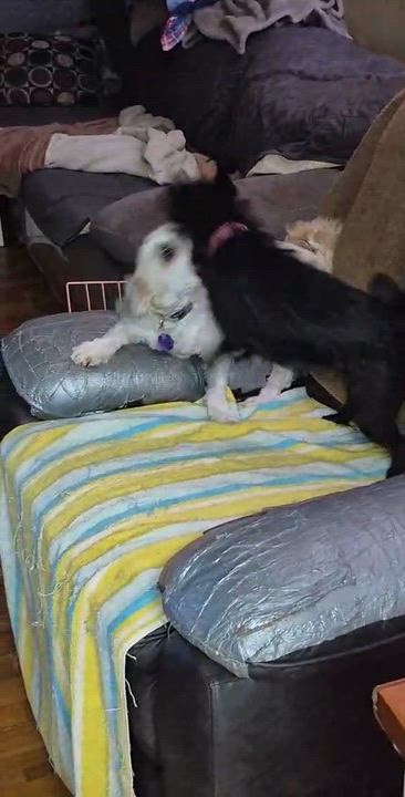 Enlarge Rosie and Lily, a Adoptable mixed breed in Chatham, ON video 6/6