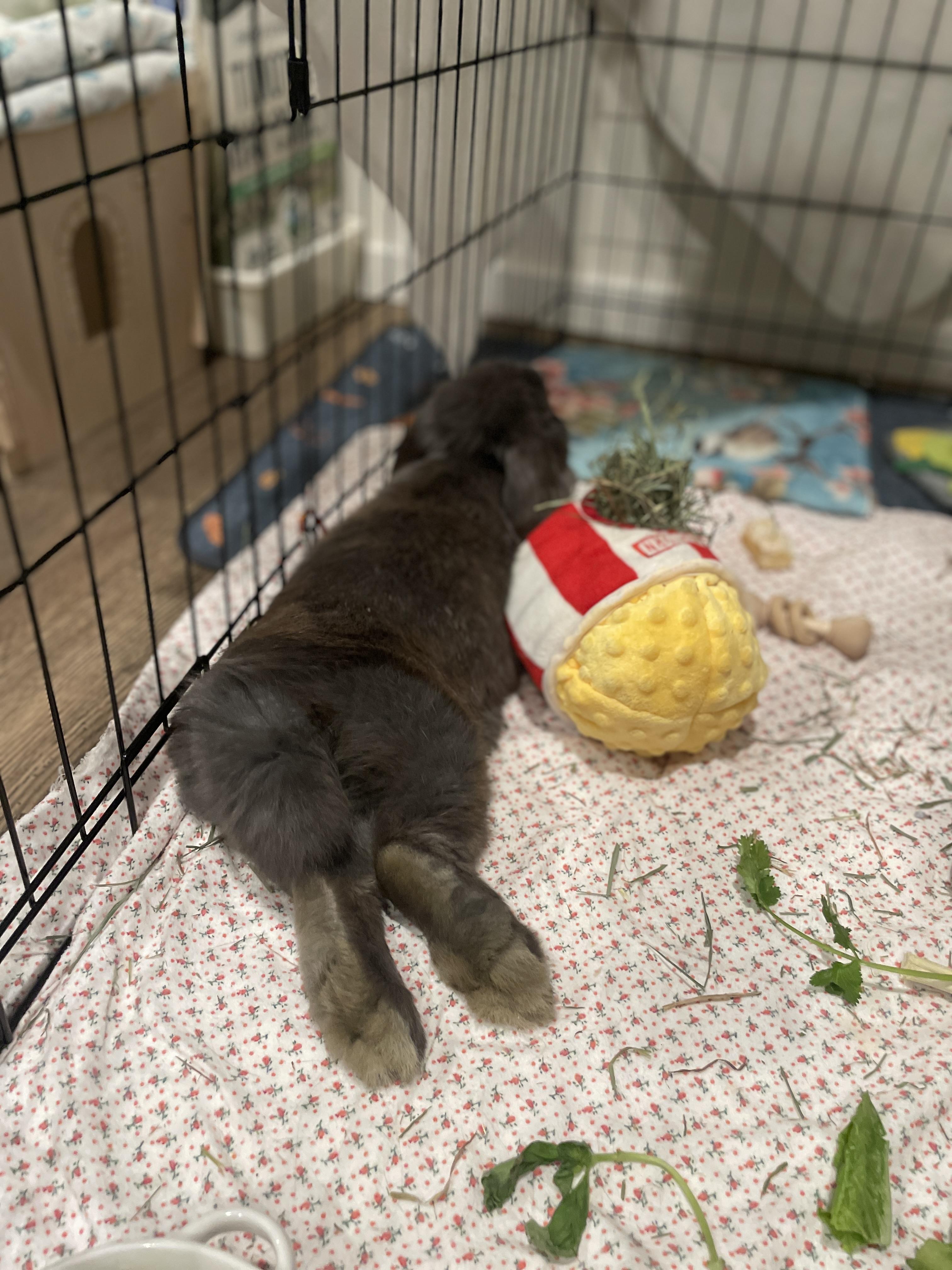 Dani, a ADOPTABLE Mini Lop in Ferndale, WA image 2/5