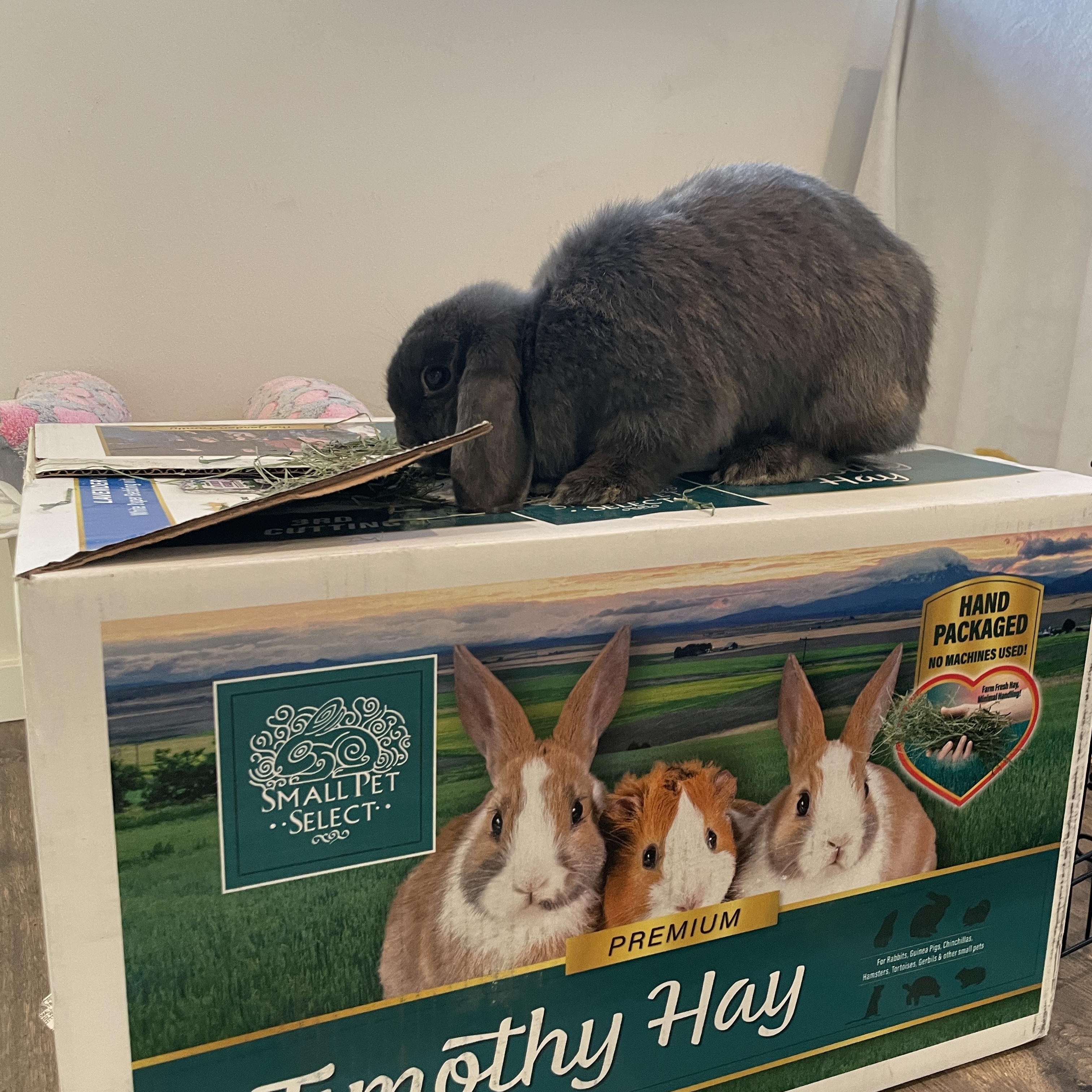 Dani, a ADOPTABLE Mini Lop in Ferndale, WA image 3/5