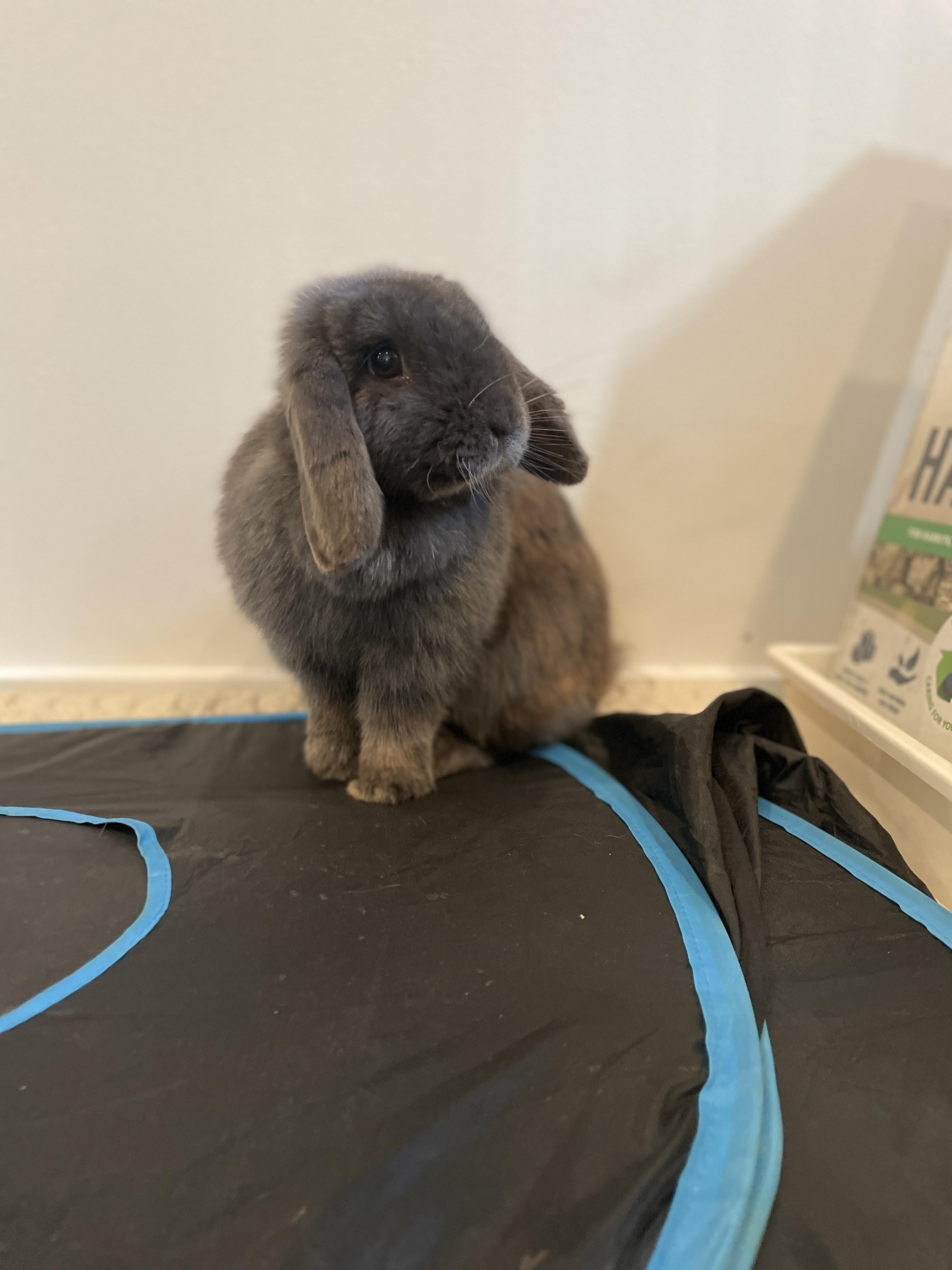 Dani, ADOPTABLE, Young Female Mini Lop.