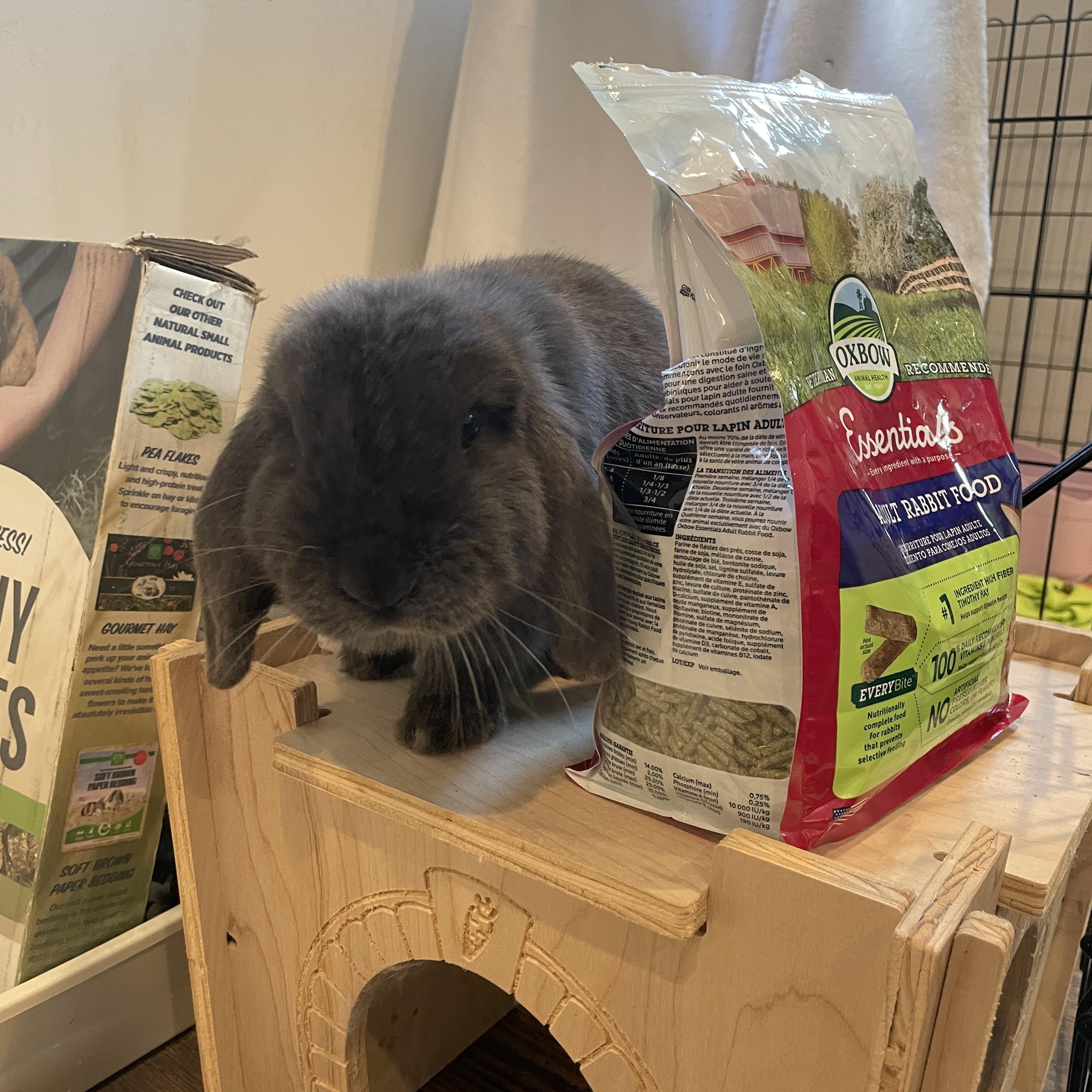 Dani, a ADOPTABLE Mini Lop in Ferndale, WA image 5/5