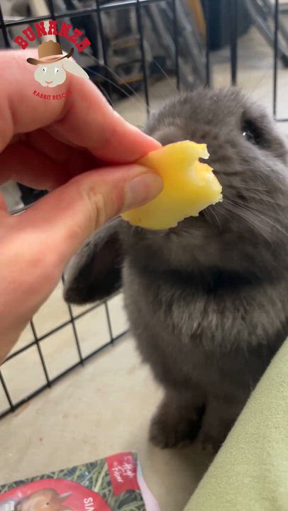 Enlarge Dani, a ADOPTABLE Mini Lop in Ferndale, WA video 4/5