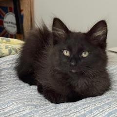 Enlarge Sichuan, a Adoptable Domestic Medium Hair in Abbotsford, BC image 1/2