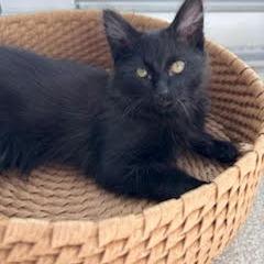 Enlarge Sichuan, a Adoptable Domestic Medium Hair in Abbotsford, BC image 2/2