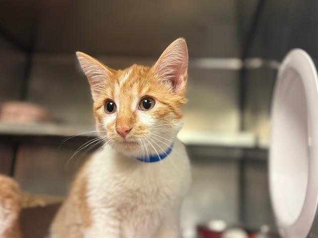 DIPPY, Adoptable, Kitten Male Domestic Short Hair.