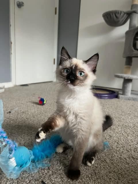 Enlarge Opal, an adopted mixed breed in Gladstone, OR image 2/4