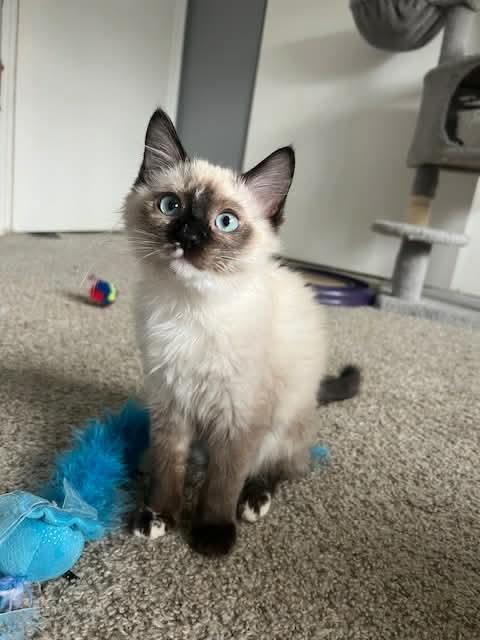 Enlarge Opal, an adopted mixed breed in Gladstone, OR image 4/4