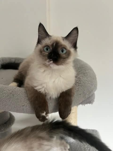 Opal, adopted, Kitten Female Ragdoll & Siamese.