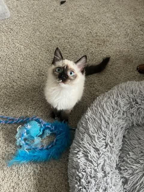 Enlarge Opal, an adopted mixed breed in Gladstone, OR image 3/4