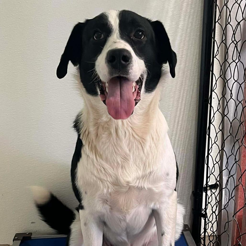 Hobbit, a Adoptable Mixed Breed in Jackson, MO image 1/2