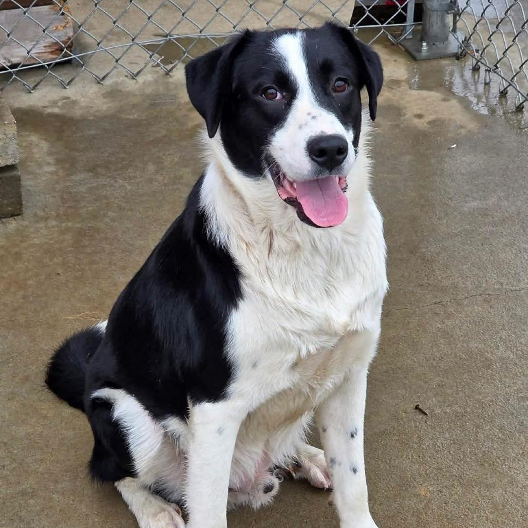 Hobbit, a Adoptable Mixed Breed in Jackson, MO image 2/2