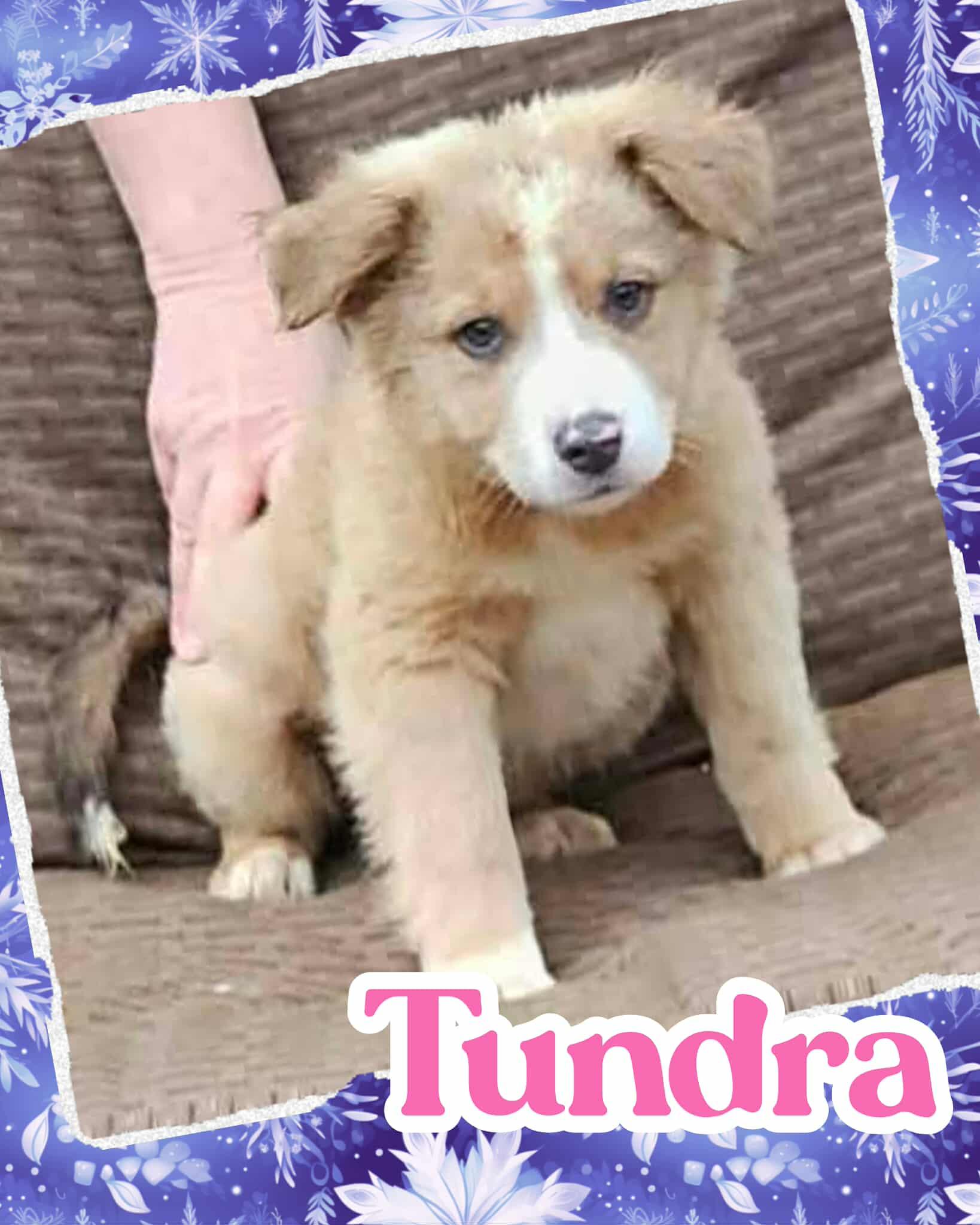 Enlarge Tundra, a ADOPTABLE mixed breed in Ringwood, NJ image 1/1