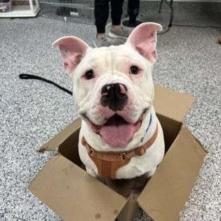 Milo, ADOPTABLE, Adult Male Pit Bull Terrier.