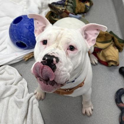 Enlarge Milo, a ADOPTABLE mixed breed in Hilliard, OH image 2/3