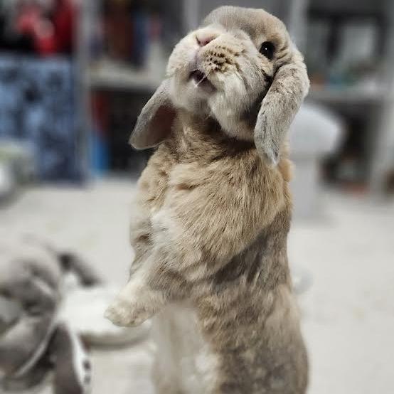 Biscuit, Adoptable, Adult Female Mini Lop.