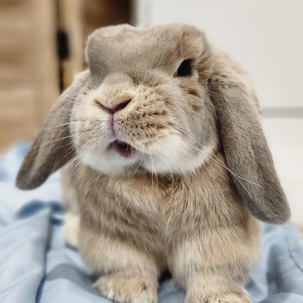 Biscuit, Adoptable, Adult Female Mini Lop.