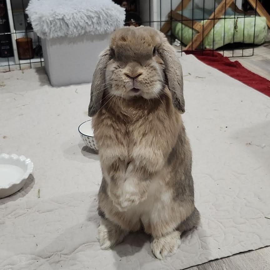 Biscuit, a Adoptable Mini Lop in Baltimore, MD image 4/6