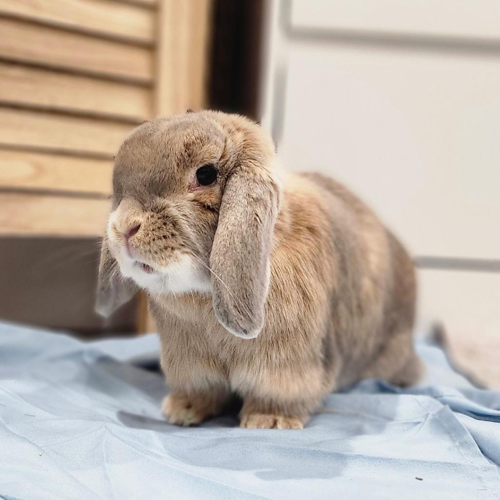 Enlarge Biscuit, a Adoptable Mini Lop in Baltimore, MD image 3/4